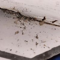 Plunkett's Pest Control ico