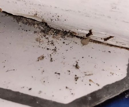 Plunkett's Pest Control