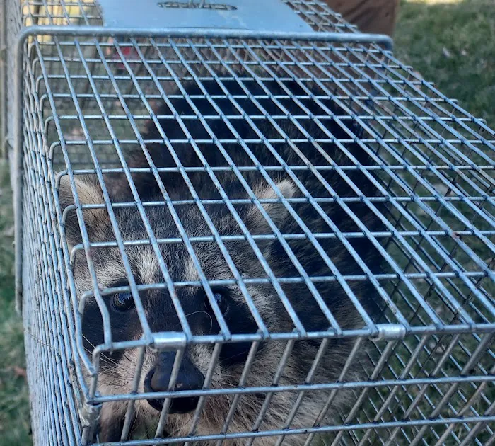 Varment Guard Wildlife Services Picture 10