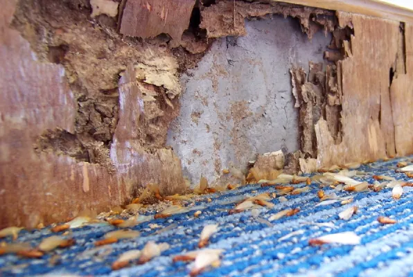 Perdue Exterminators Picture 6