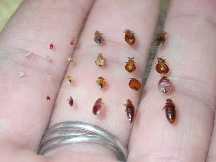 Perdue Exterminators Picture 10