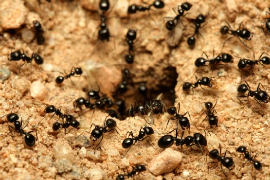 Perdue Exterminators Picture 4