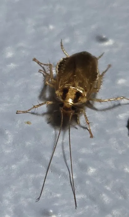 Resolve Pest Control Picture 7