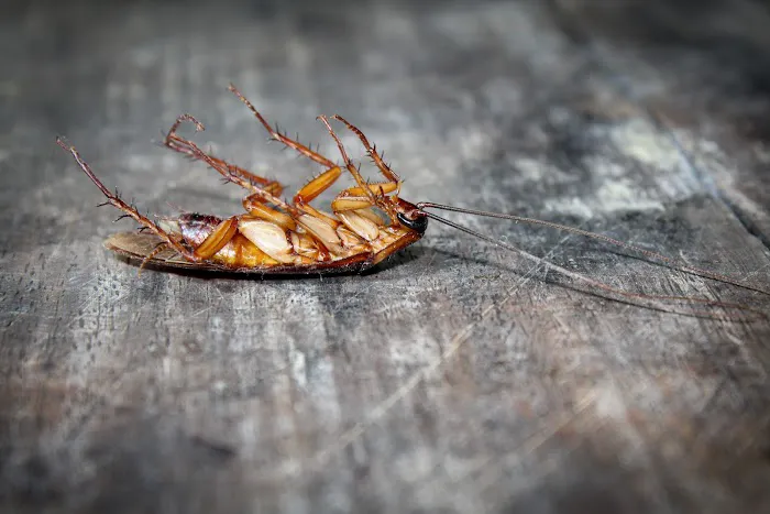 Kind Pest Control Picture 10