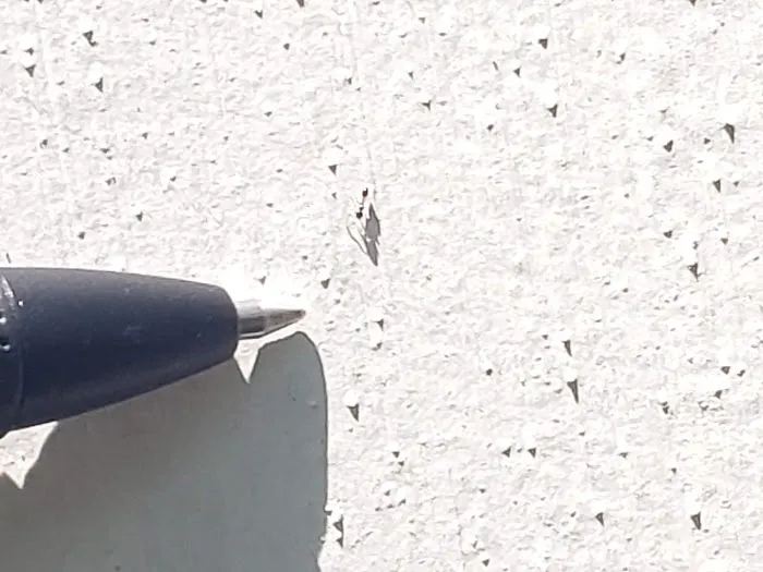 Invicta Environmental Pest Defense Picture 1