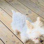 Kil Mor Pest Management