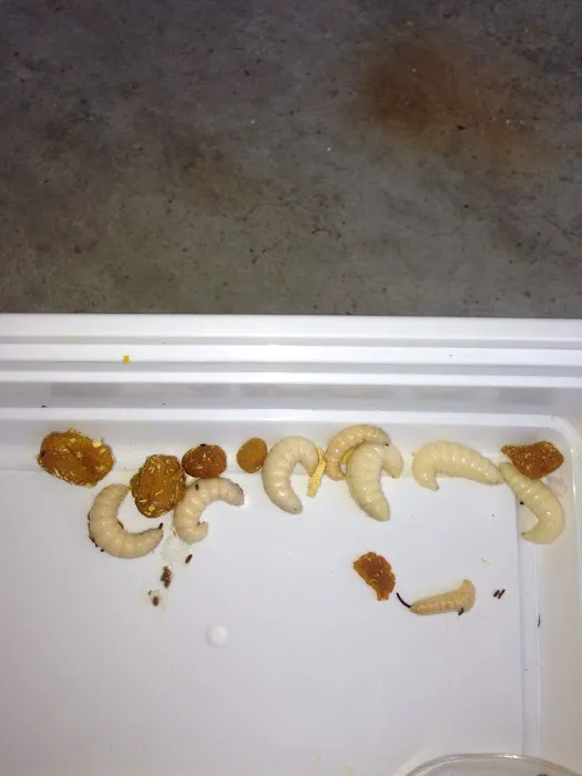 Kil Mor Pest Management Picture 10