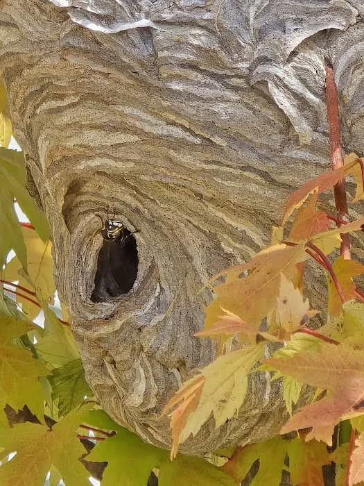 Moxie Pest Control Picture 1