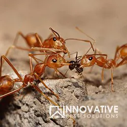 Innovative Pest Solutions Picture 1