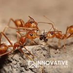 Innovative Pest Solutions