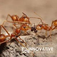 Innovative Pest Solutions ico