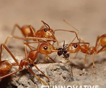 Innovative Pest Solutions