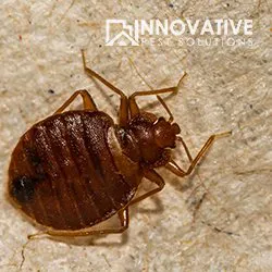 Innovative Pest Solutions Picture 2