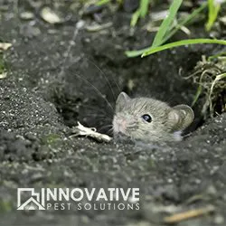 Innovative Pest Solutions Picture 10