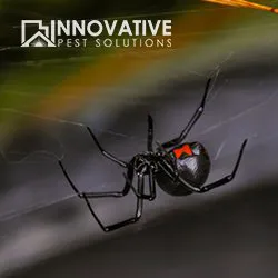 Innovative Pest Solutions Picture 9