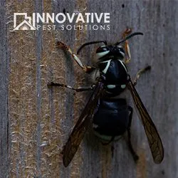 Innovative Pest Solutions Picture 3