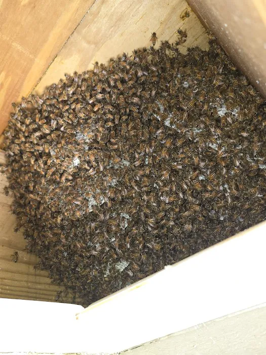 Carolina Wildlife Removal Picture 4