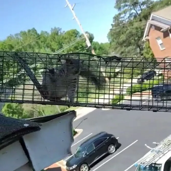 Carolina Wildlife Removal Picture 9