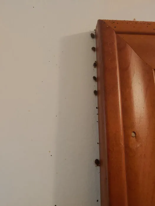 S&S Pest Control Picture 2