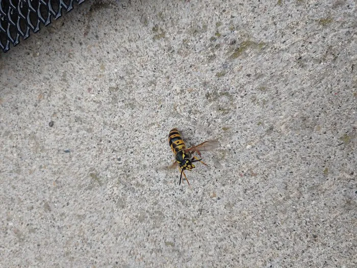 S&S Pest Control Picture 1