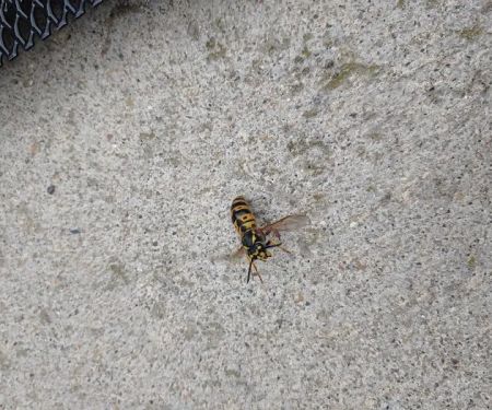 S&S Pest Control