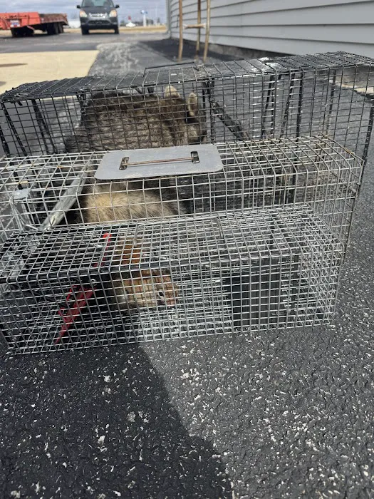 EcoPest Solutions - Pest & Wildlife Management Picture 9