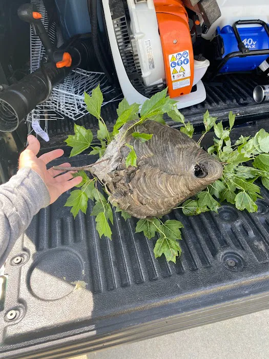 EcoPest Solutions - Pest & Wildlife Management Picture 7
