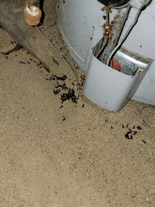 Lowell's Pest Control LLC Picture 7