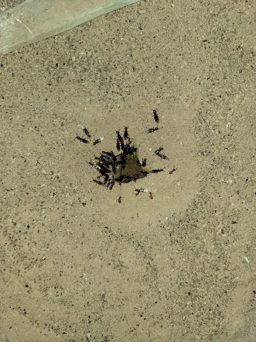 Lowell's Pest Control LLC Picture 1