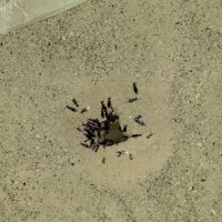 Lowell's Pest Control LLC ico