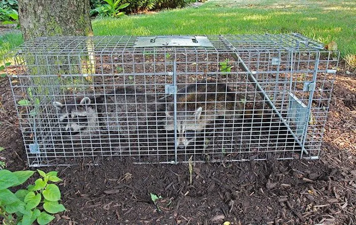 1st Response Pest Management Picture 3