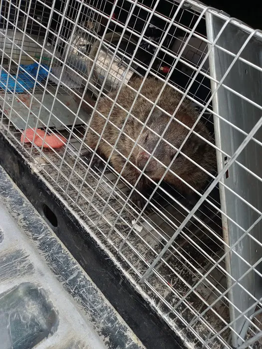 Pest Control PRO - Dublin Picture 4