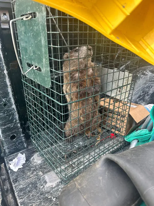 Pest Control PRO - Dublin Picture 2