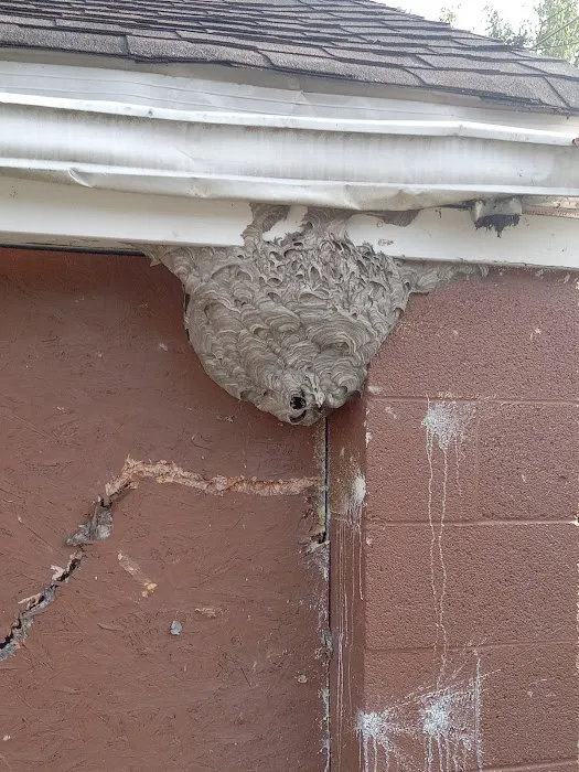 Pest Control PRO - Dublin Picture 5