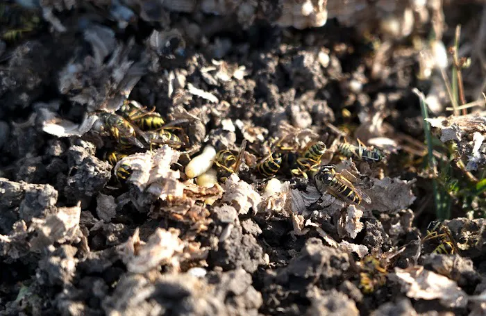 Pest Control PRO - Dublin Picture 6