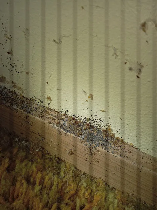 Pest Control PRO - Dublin Picture 7