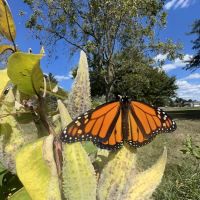 The Mindful Beekeeper LLC - Wasp Removal, Bee Relocation, & Honey Farm ico