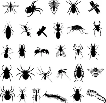 Precision Pest Inspections, Inc. Picture 1