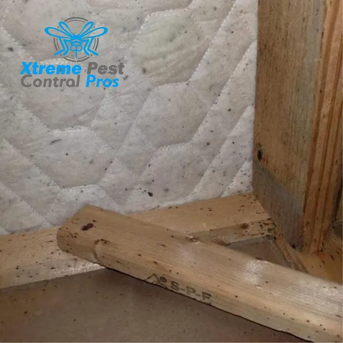 Xtreme Pest Control Picture 4