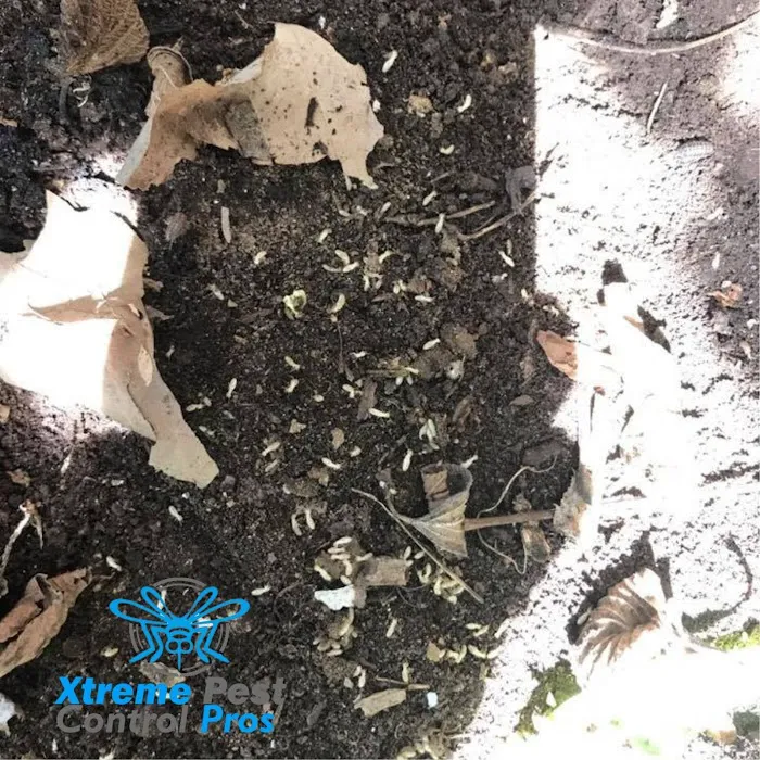 Xtreme Pest Control Picture 1
