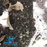 Xtreme Pest Control