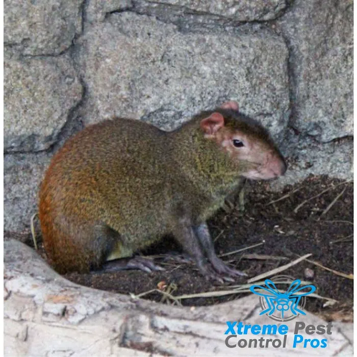Xtreme Pest Control Picture 2