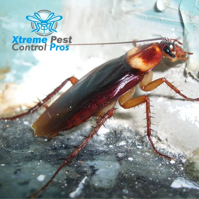 Xtreme Pest Control Picture 3