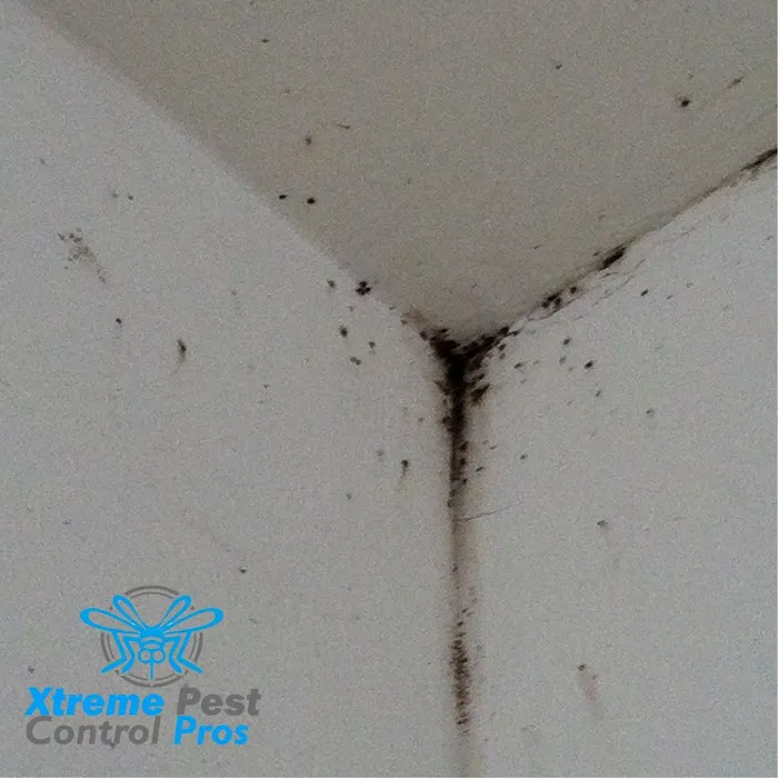 Xtreme Pest Control Picture 10