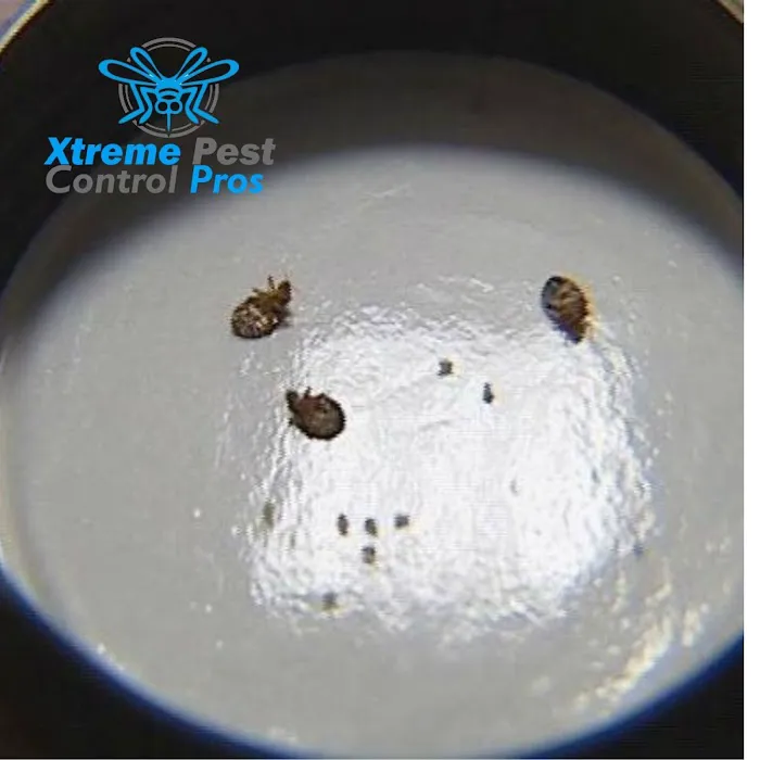 Xtreme Pest Control Picture 9