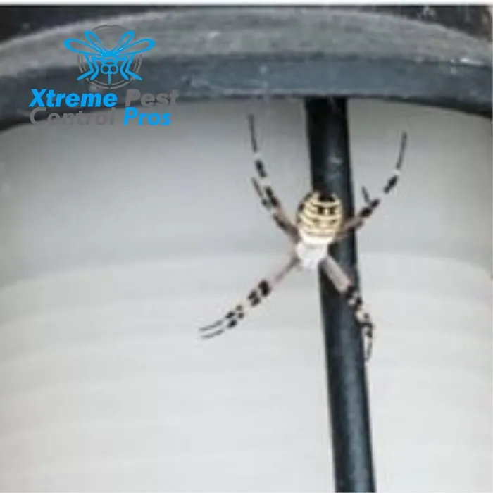 Xtreme Pest Control Picture 5
