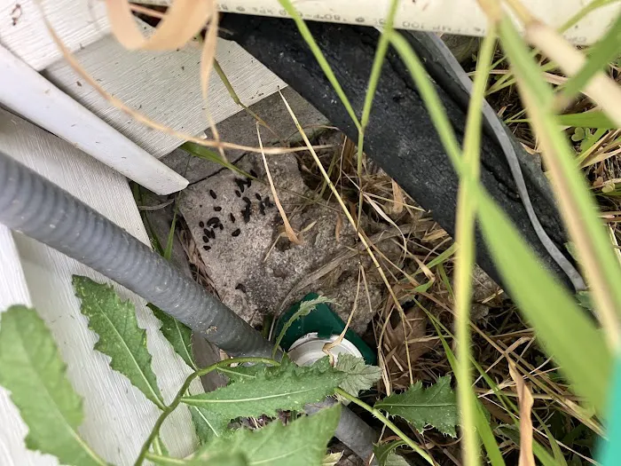 Greenix Pest Control Picture 9