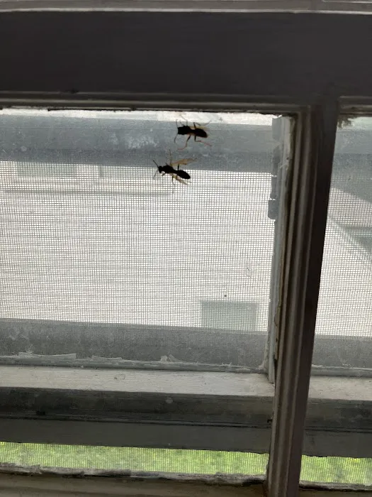 Greenix Pest Control Picture 2