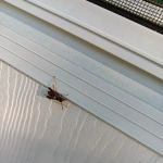 Truly Nolen Pest & Termite Control Groveport