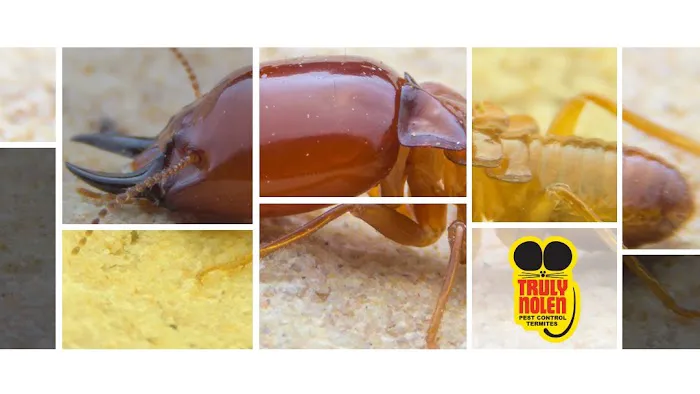 Truly Nolen Pest & Termite Control Groveport Picture 5